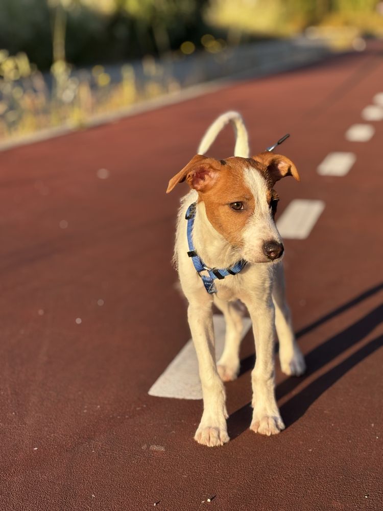Cão para adoção responsável