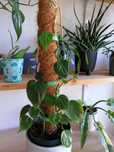 Filodendron compospartanum 3 szczepki 15zł.