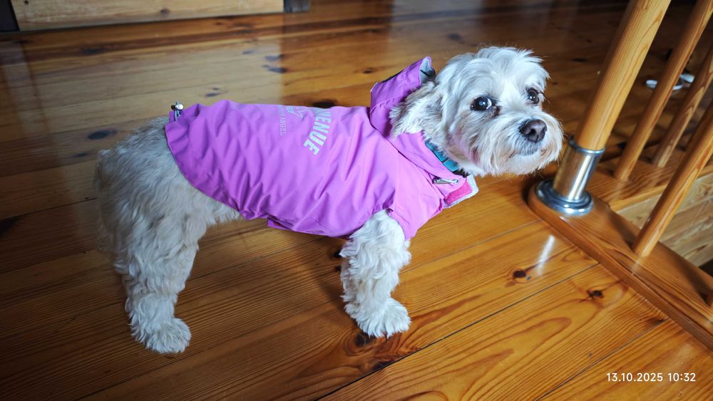 Psia kurteczka na deszcz Puppy Angel - L