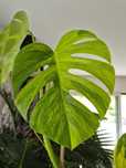 Monstera aurea marmorata szczyt