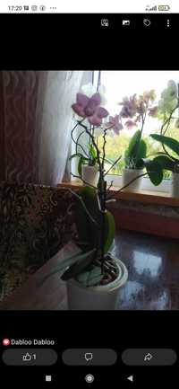 Продаю квіти (орхідея та анхіріус)