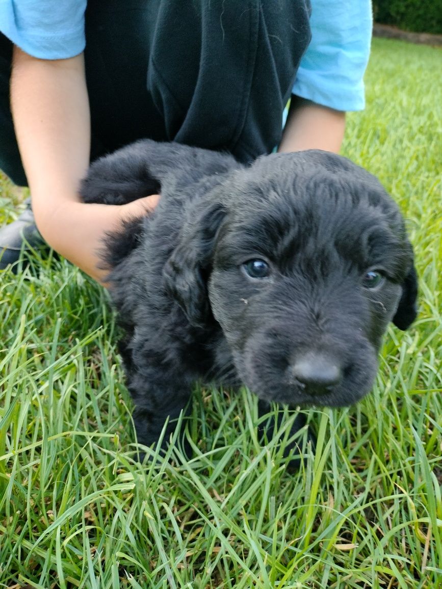 Oddam szczeniaczki mama Golden retriever