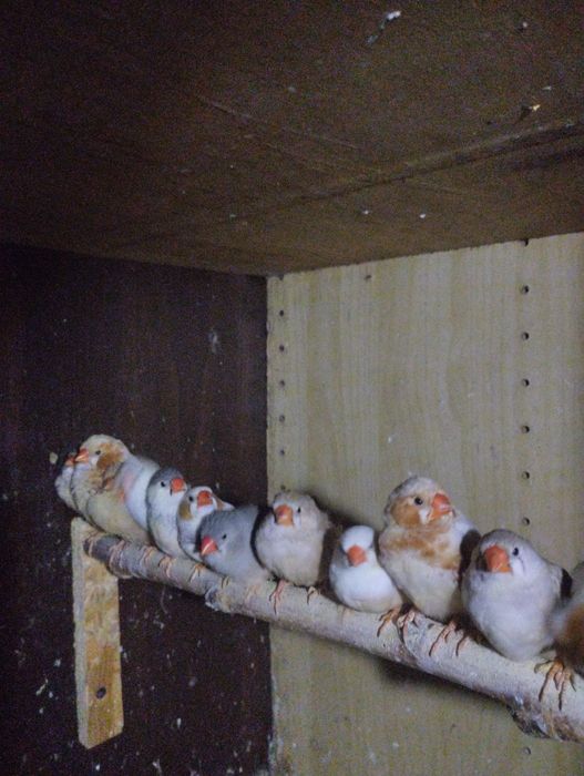 Papugi faliste i zeberki rudopiersne