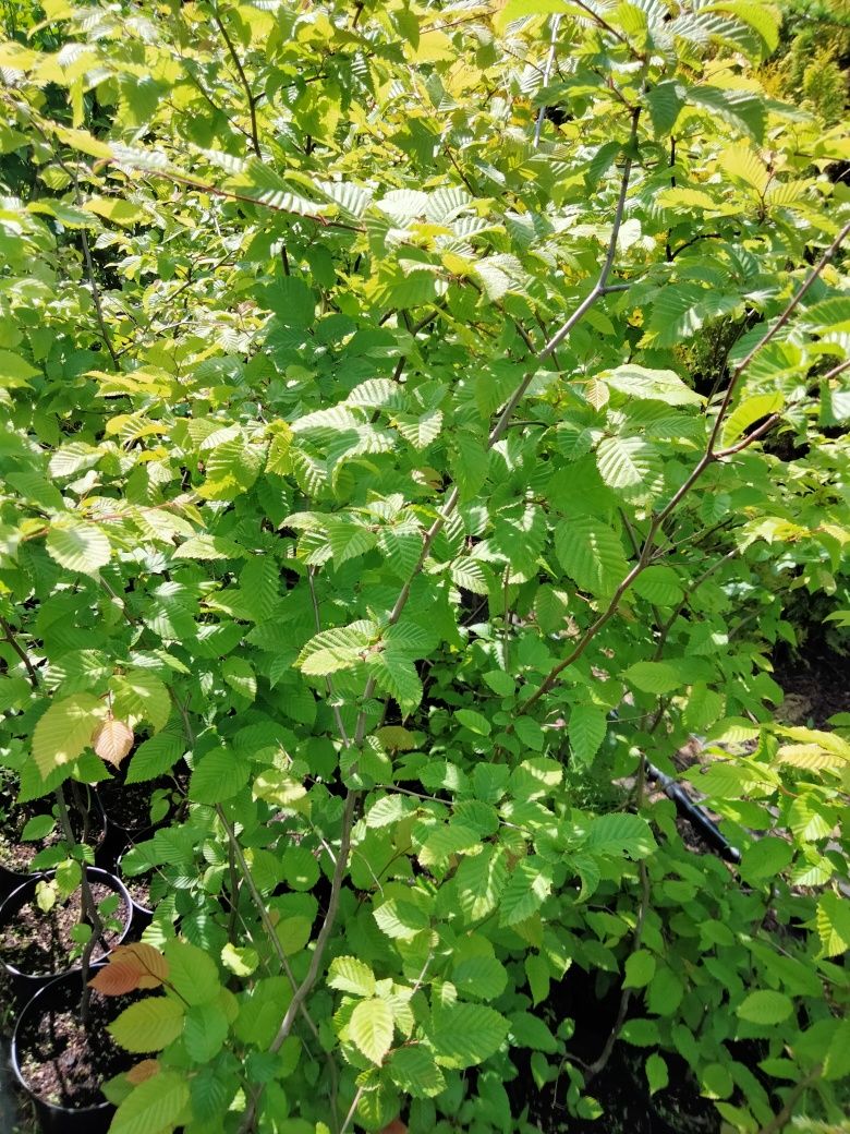 Grab na żywopłoty 110-130 cm w doniczce 3 litr