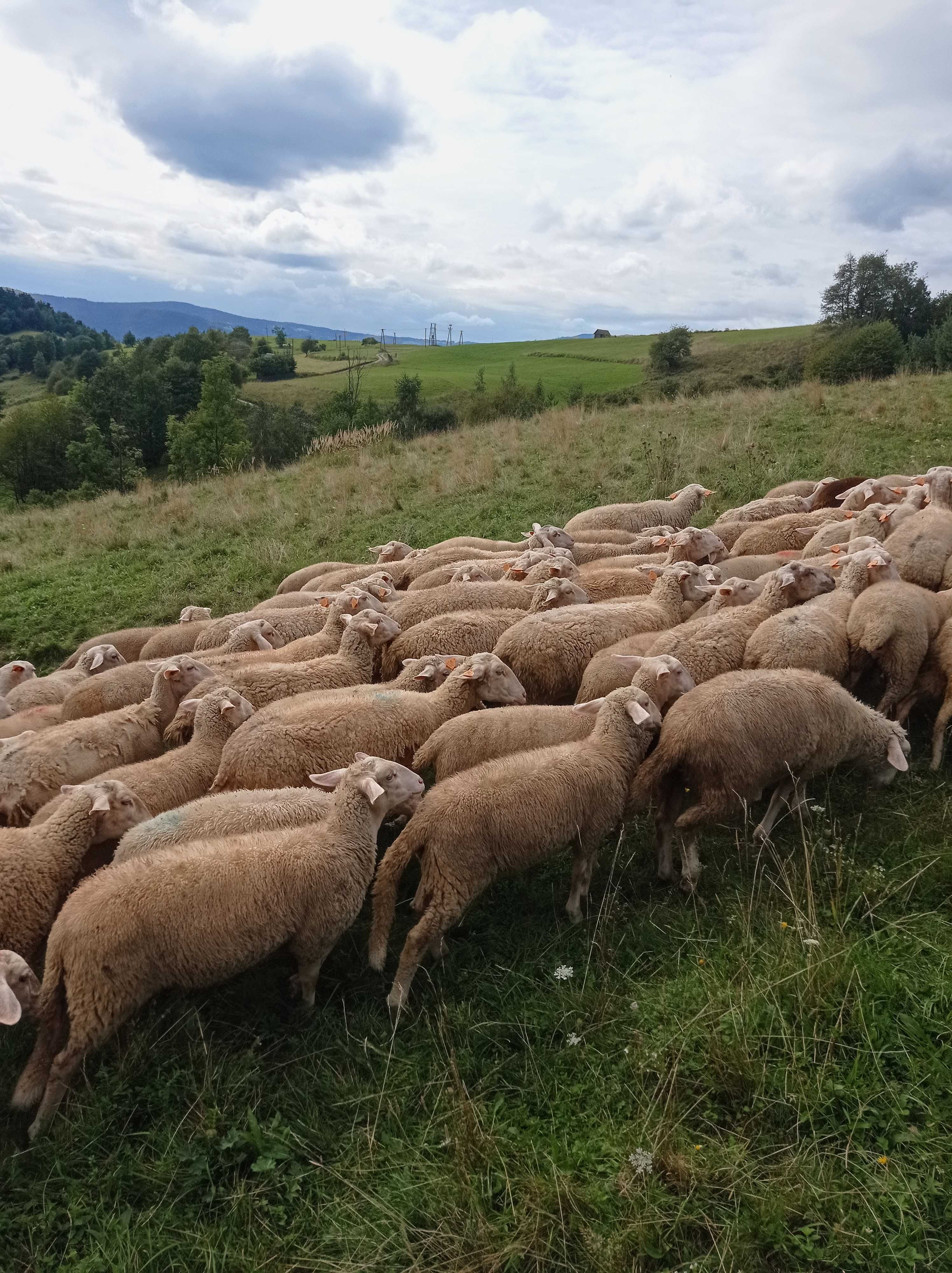 Jagnięta do uboju Lacaune