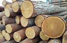 Купуємо ліс кругляк,сосна,свіжопил