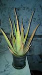 Planta Aloé Vera