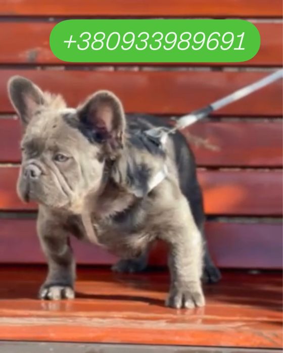 Флаффи пушистый французик 4 месяца