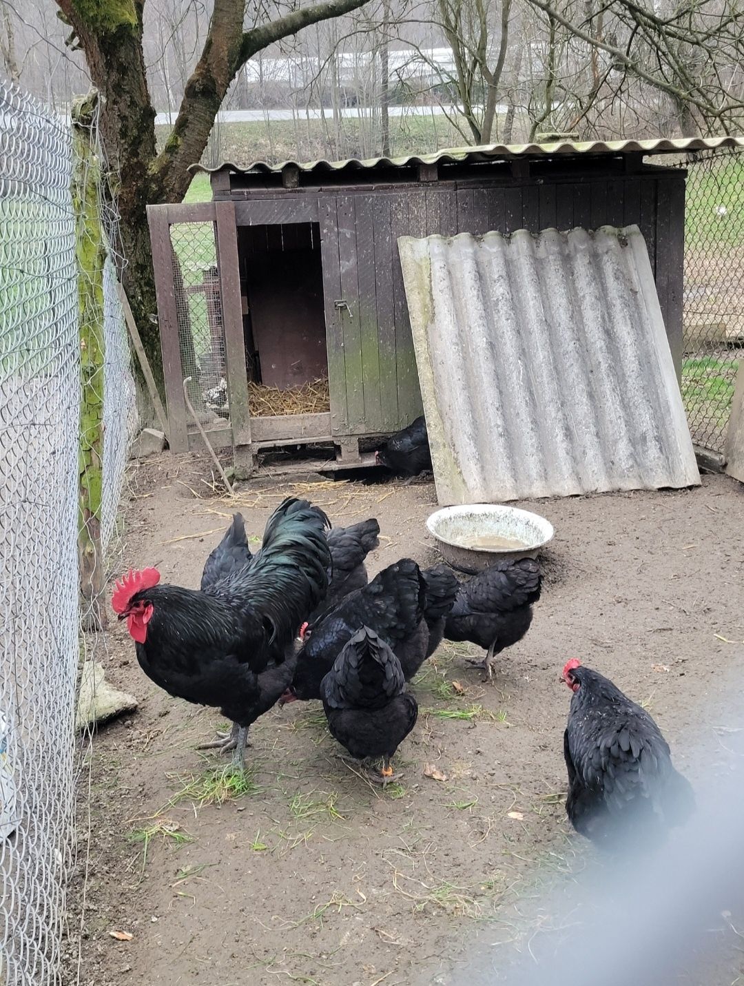 Australorp jaja lęgowe