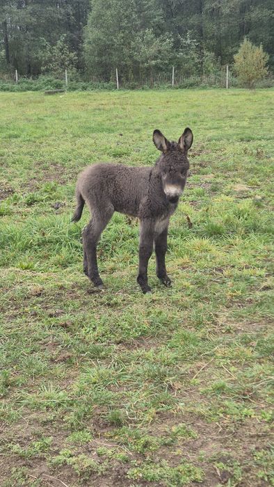 Ośliczka mini klaczka osiołek klacz czekoladowa mini