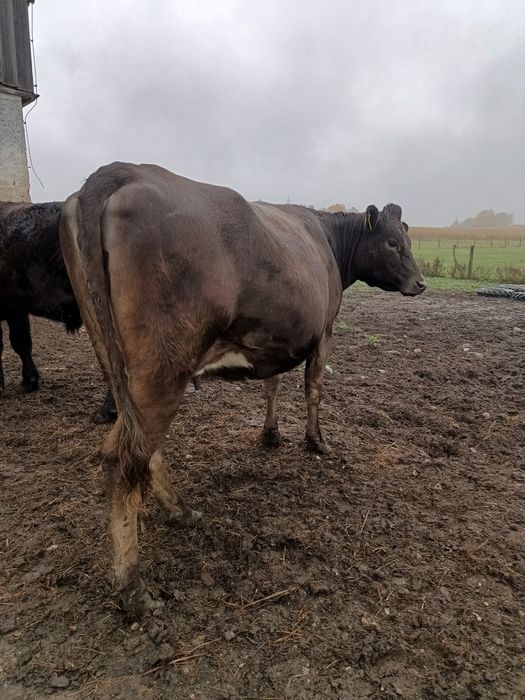 Sprzedam jałówkę MM cielna