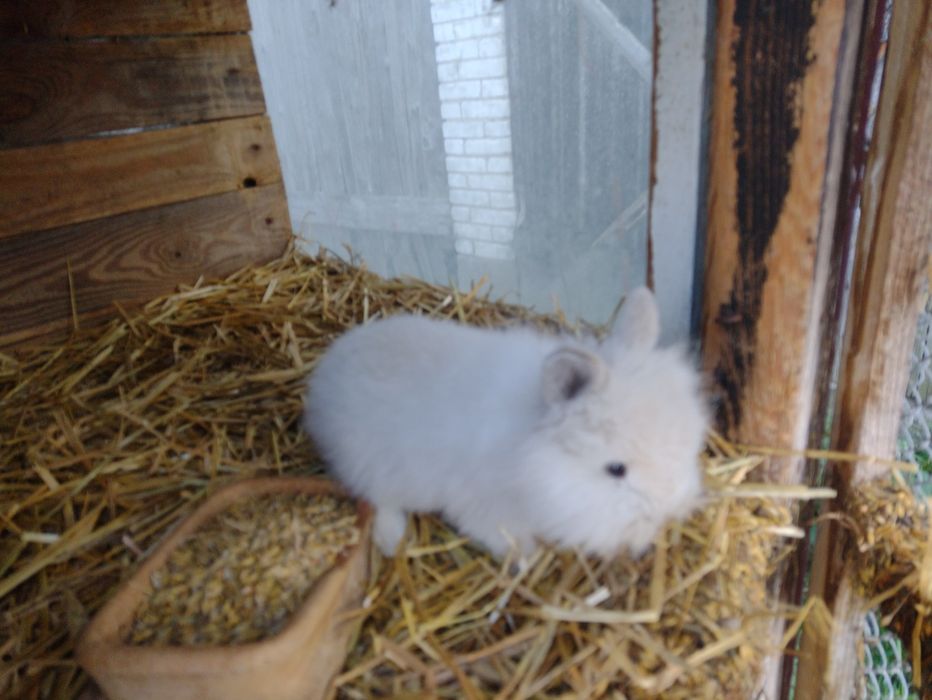 Miniaturka króliki lew lewki młode