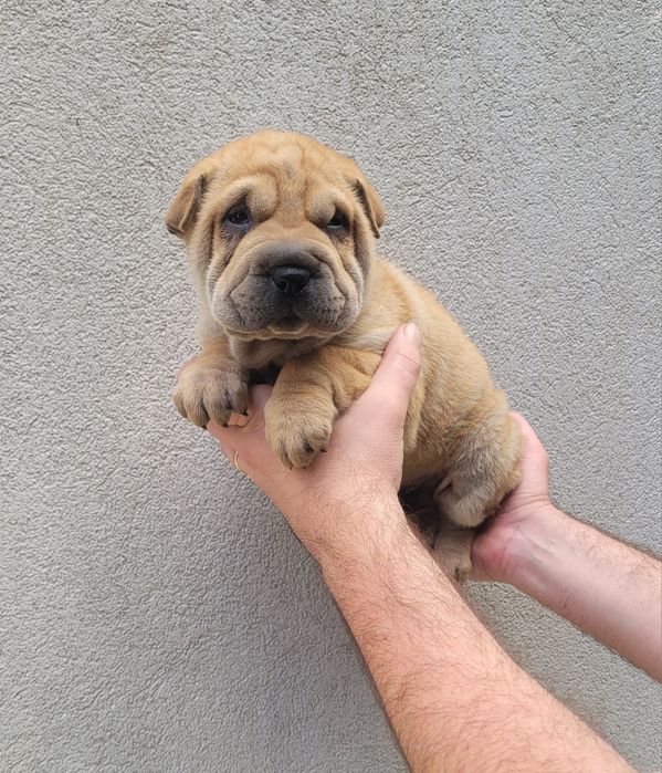 Cachorrinho sharpei bebé