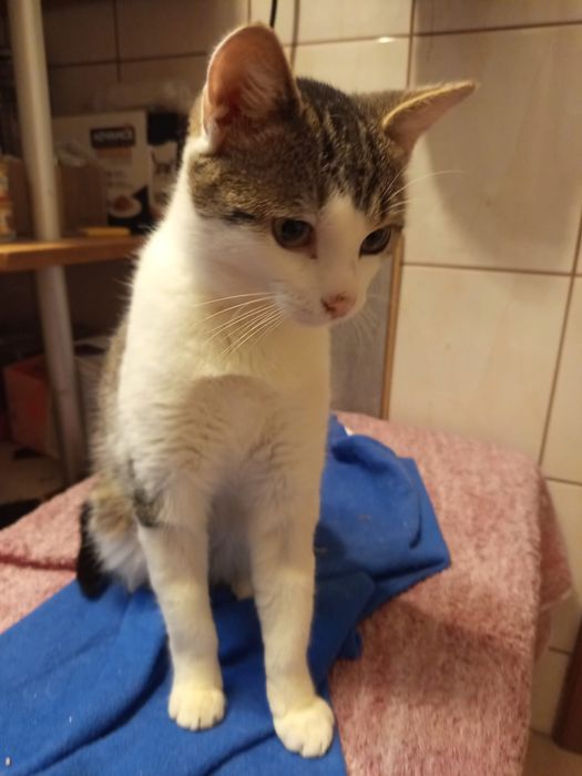 Roczny słodziak szuka domu niewychodzącego