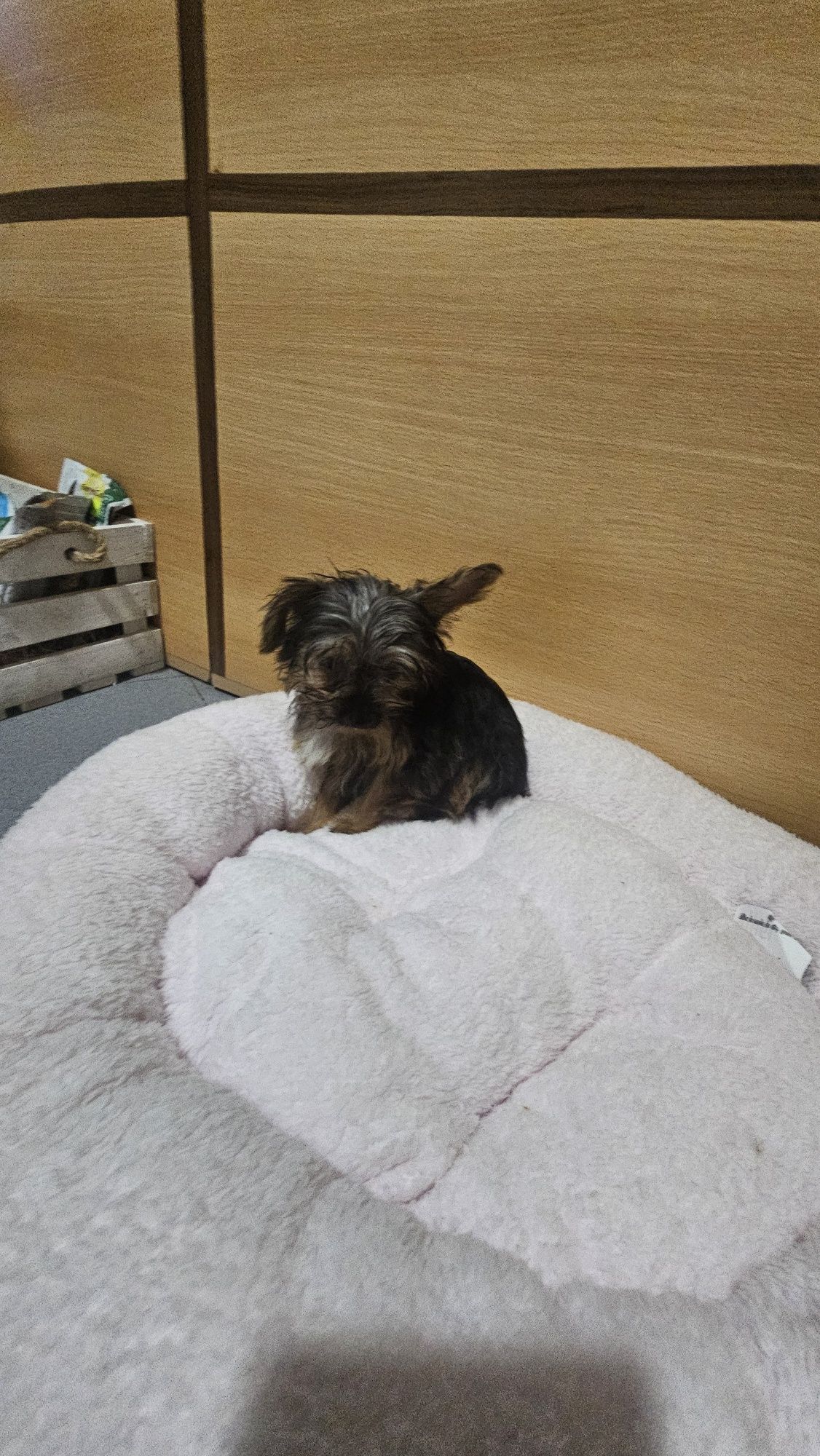 Yorkhire terrier Mini fêmea