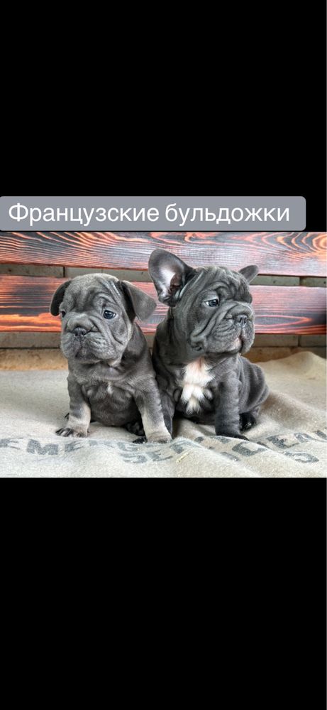 Французские бульдожки! Выбор!