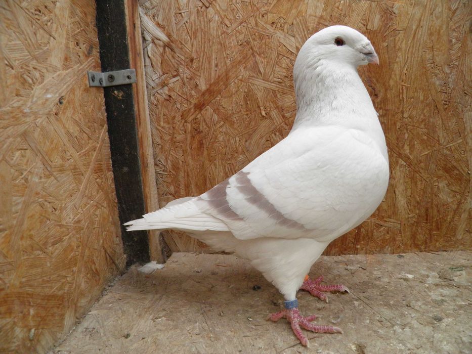 Gołębie, Polski Pocztowy Wystawowy, Standard