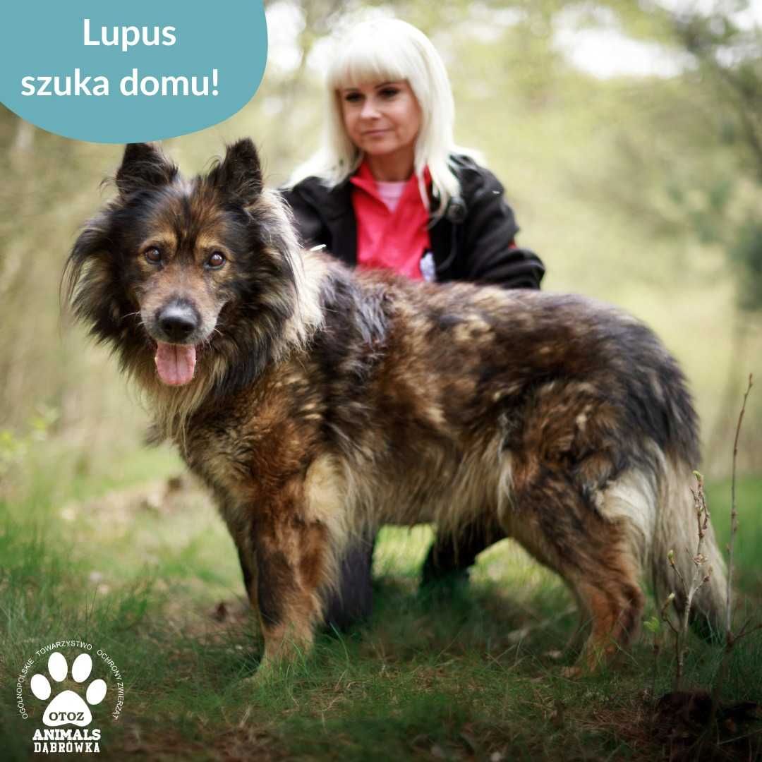 Lupus szuka domu
