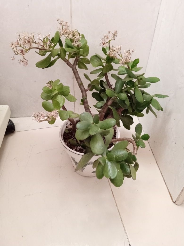 Planta natural árvore de Jade