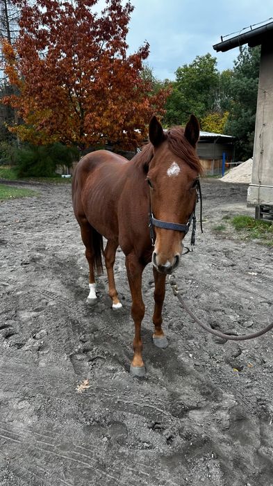 Sprzedam Konia pełna krew angielska 4 lata wałach