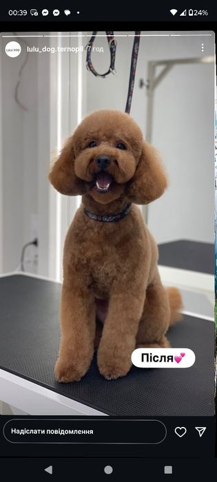 Грумінг, навчання