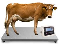Waga Inwentarzowa do ważenia Bydła Żywca Krów 0,8x2,0 5T 5000kg