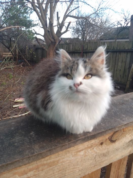 Отдам в добрий руки красивую пушистую кошечку