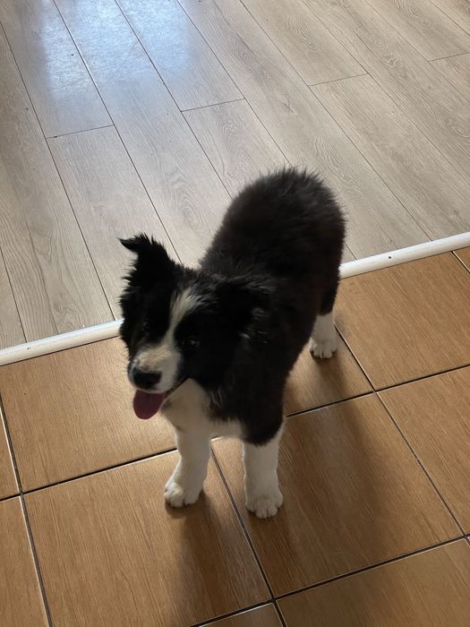 Suka border collie szczeniak