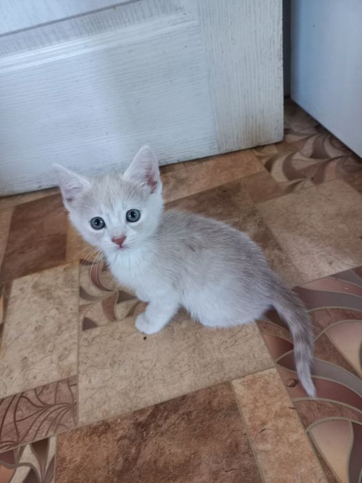 Продаеться кошенятко