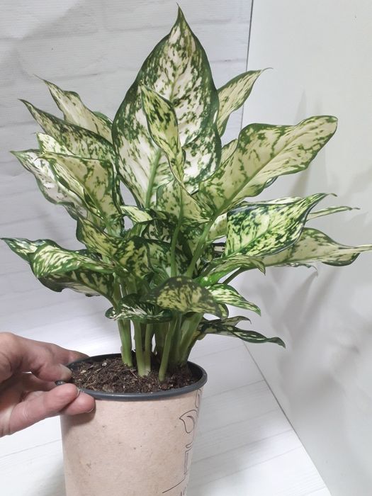 Аглаонема Ivory jade