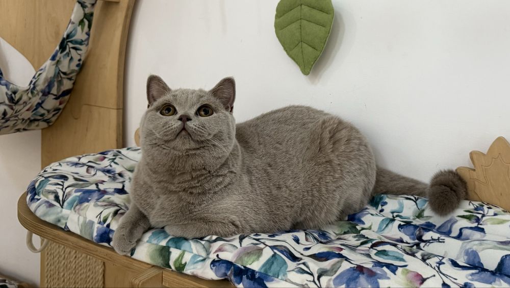 Kotka brytyjska krótkowłosa liliowa (BRI c) – opcja hodowlana