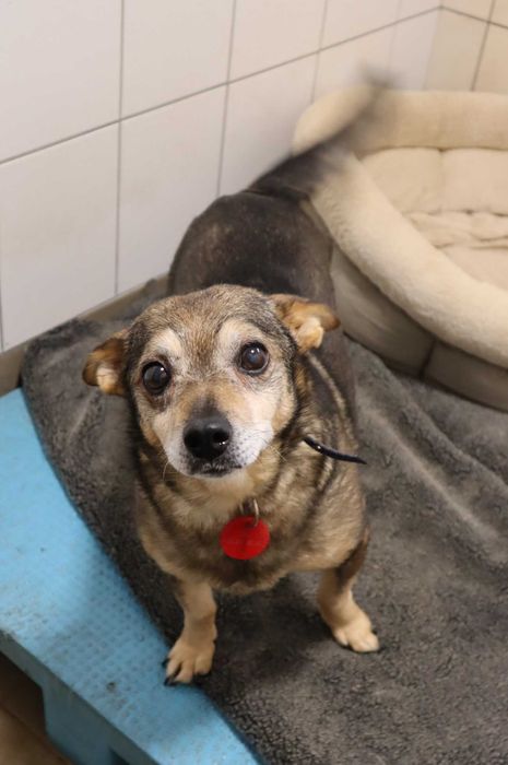 Emka czeka na dom...