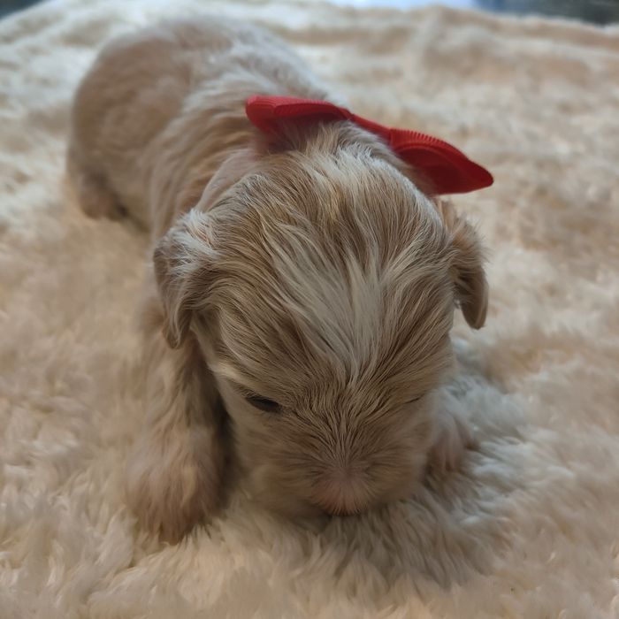 Śliczna suczka Maltipoo f1.