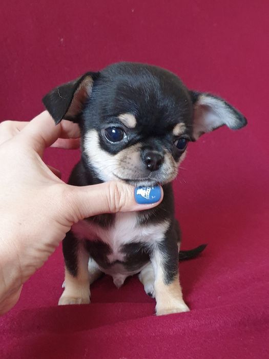 Малюк Чіхуахуа з розплідника BERHOF КСУ-FCI
