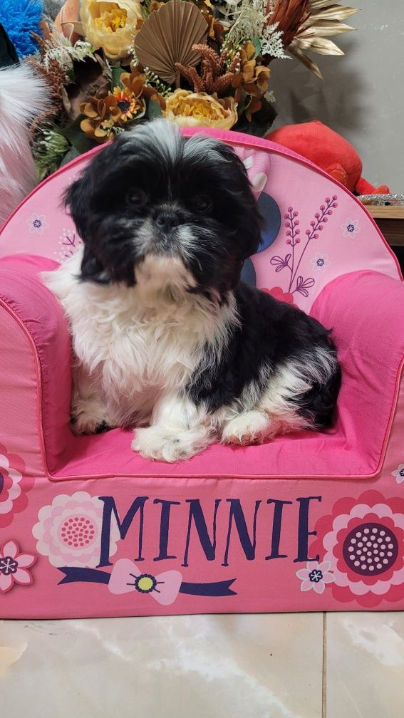 Shih tzu śliczny piesek z wyprawką