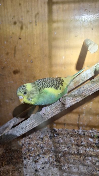 Papuzki faliste do karmienia recznego papuga falista