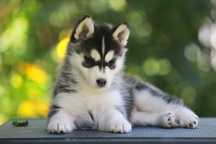 Siberian Husky FCI ZKwP