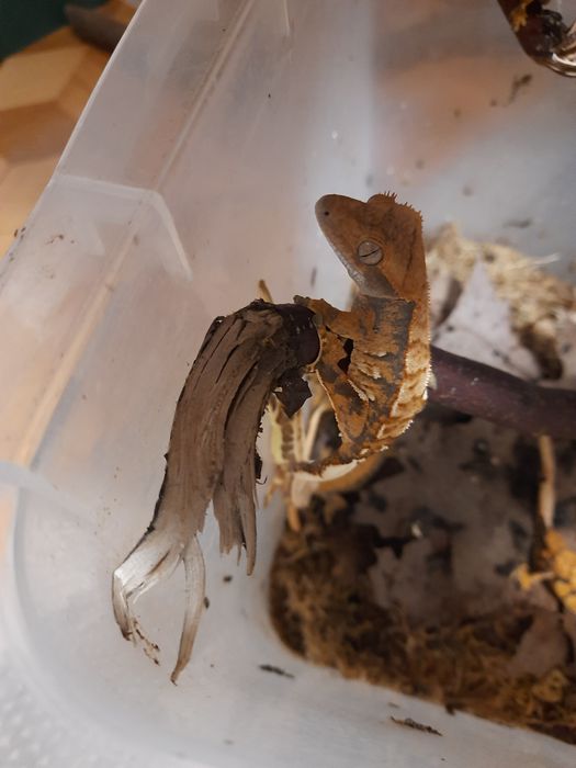 Gekony orzęsione- młode