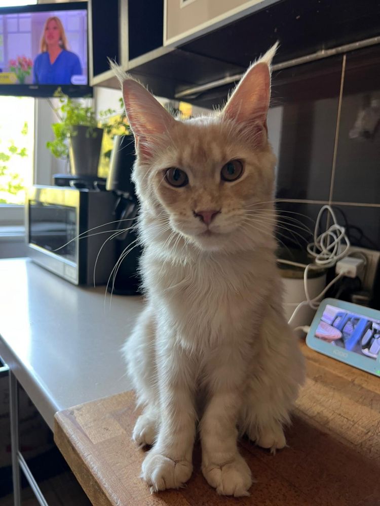 Kotka Maine Coon “DORIS” es23 FPL/FIFE kremowa ze srebrem LINIA SHADED