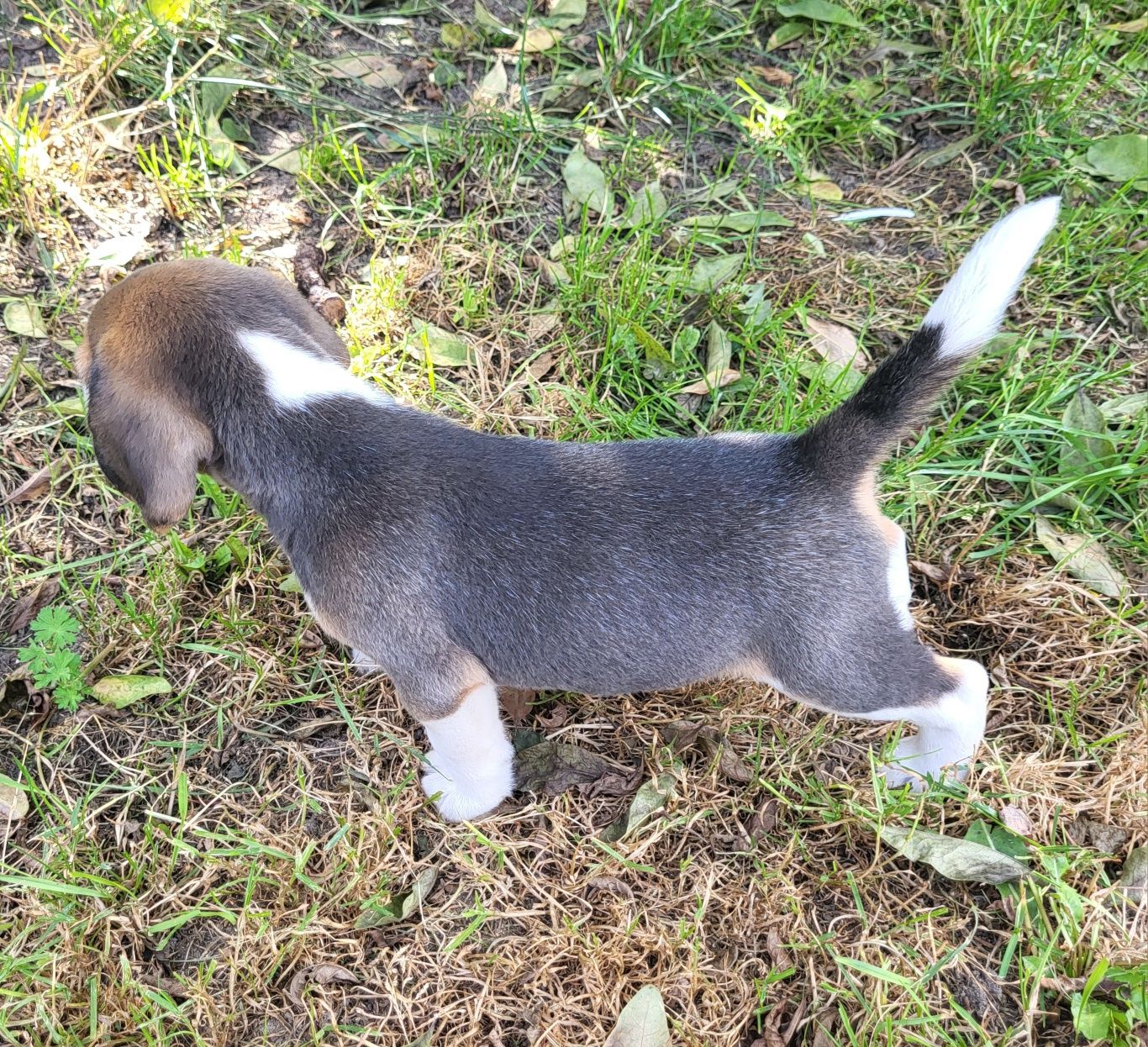 Beagle piesek sprzedam