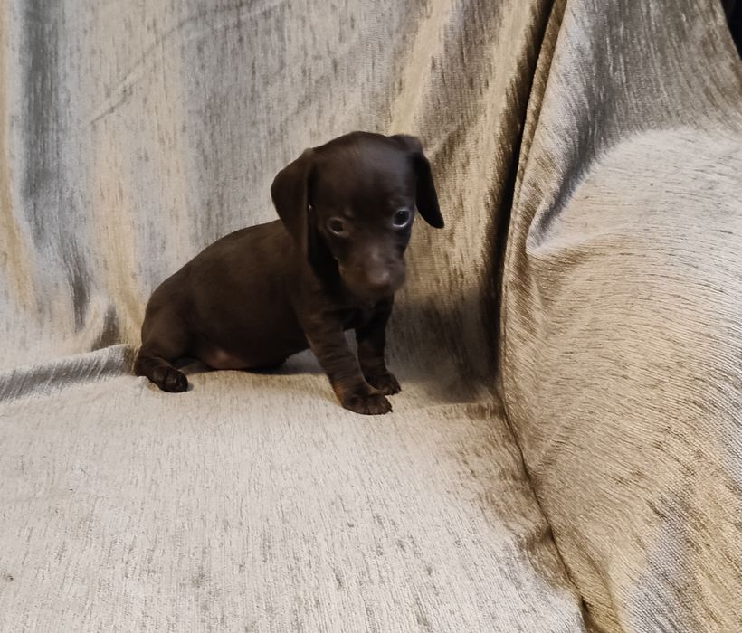 Jamnik krótkowłosy suczka (miniatura) Ur. 01.10.2025