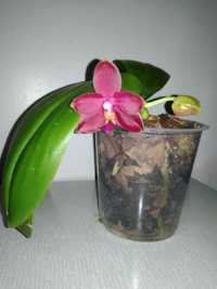 орхидея  Сортова
