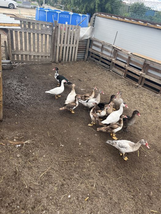 Patos mudos com 5 meses
