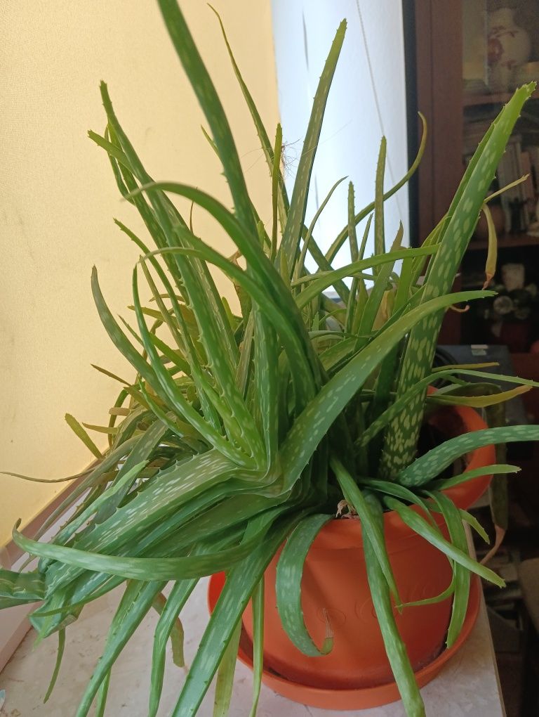 Aloes z doniczką