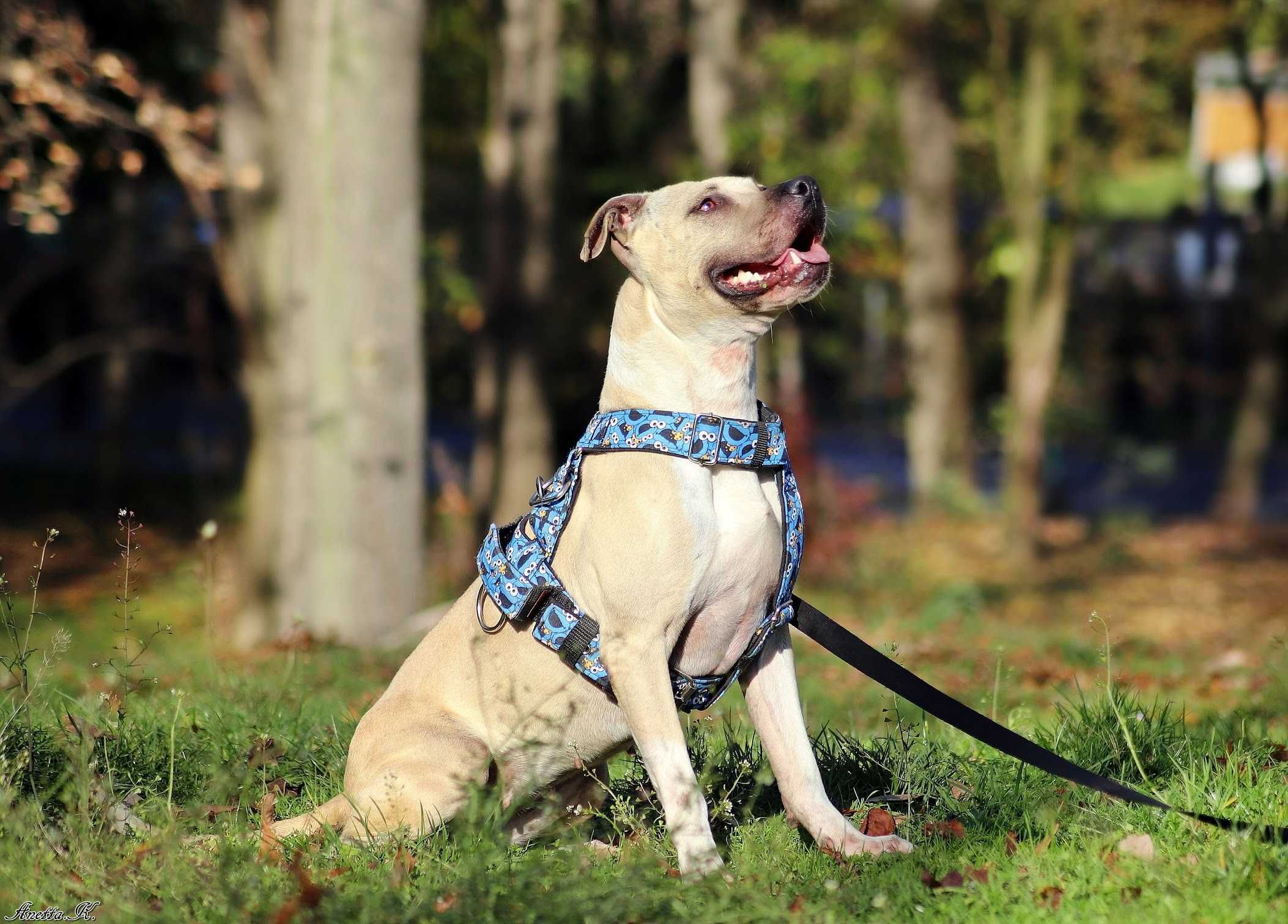 Szukamy odpowiedzialnego domu dla Renesme! pitbull