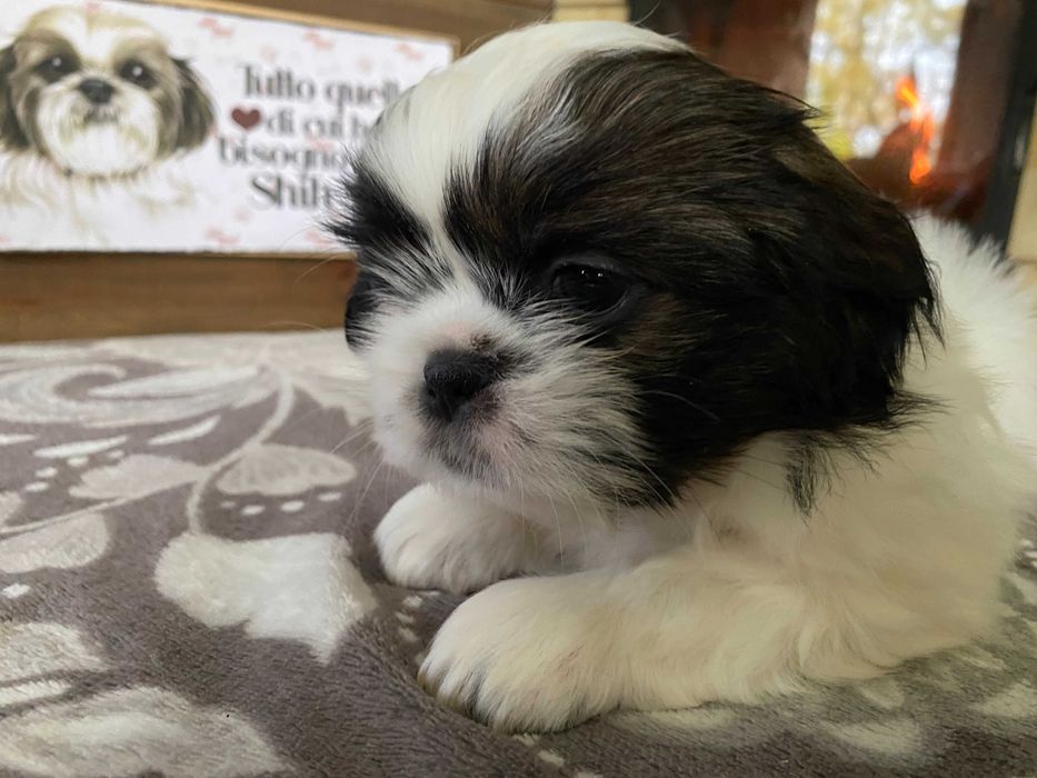 Shih Tzu suczka szczeniak z hodowli, rodowód, dziewczynka