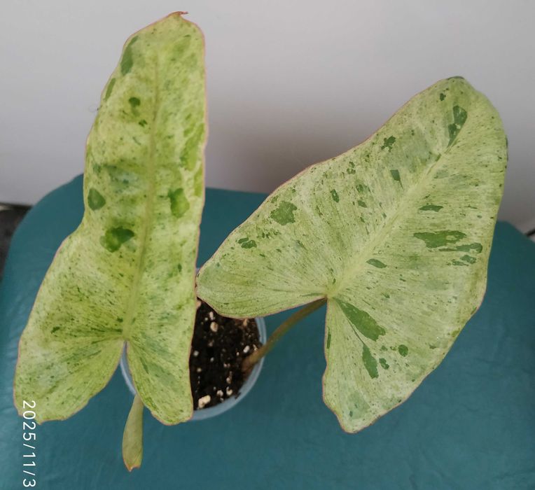 Філодендрон    Paraiso Verde