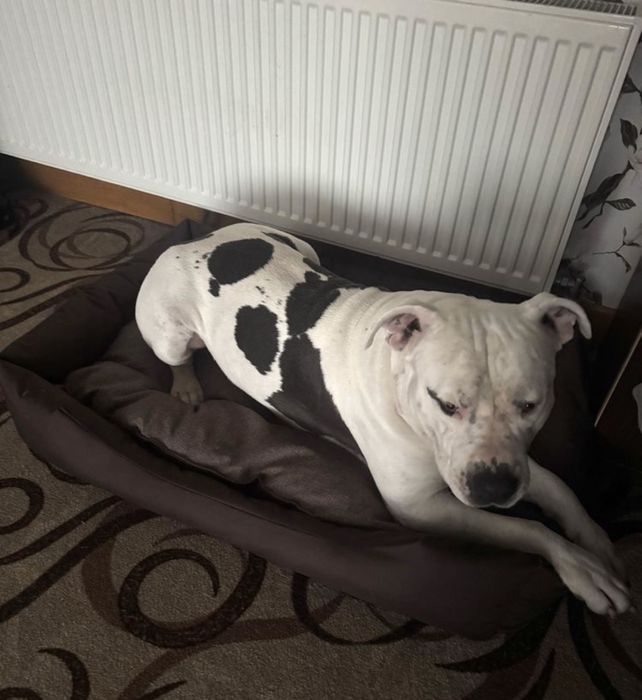 Лежак для большой собаки место съемный чехол лежанка больших размеров