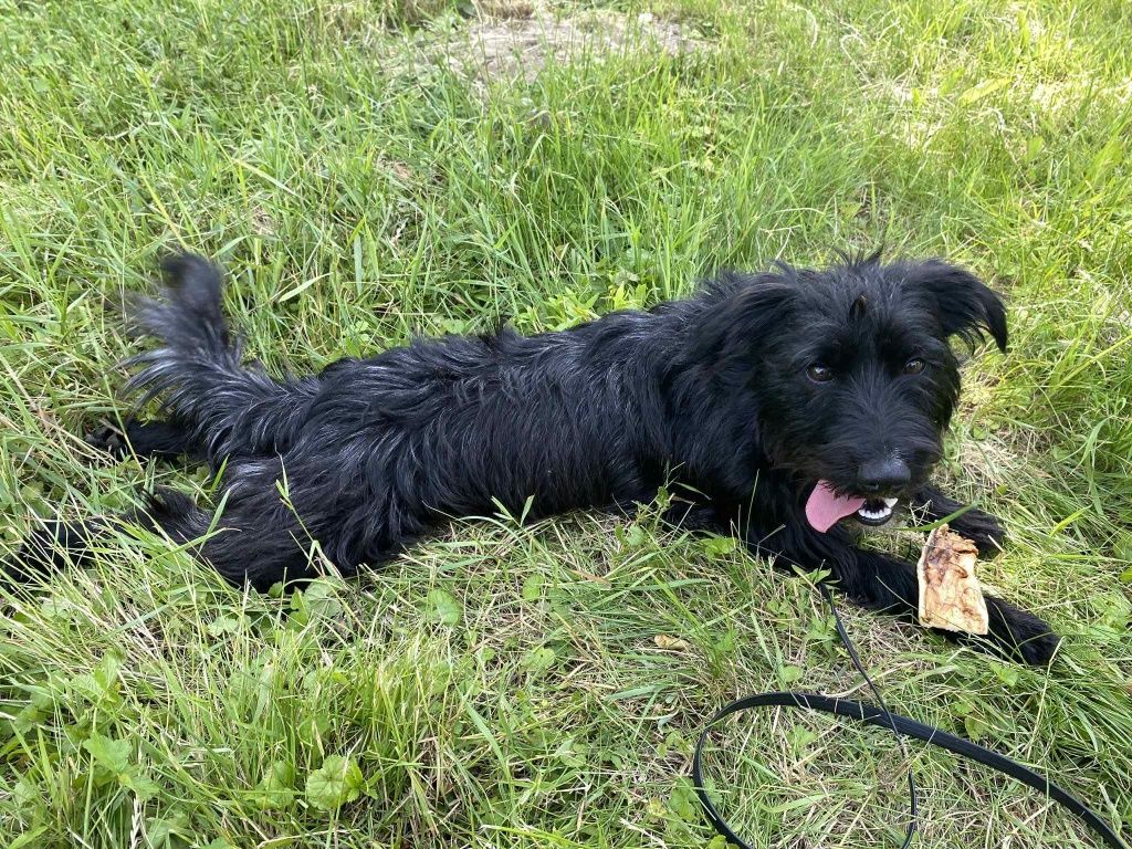 Kazik do adopcji! Sandomierz