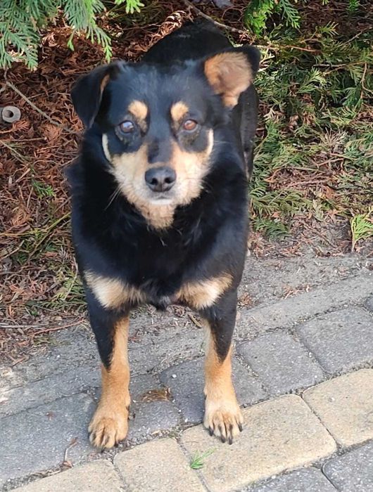 Tomi – psiak, który stracił dom, szuka nowego serca